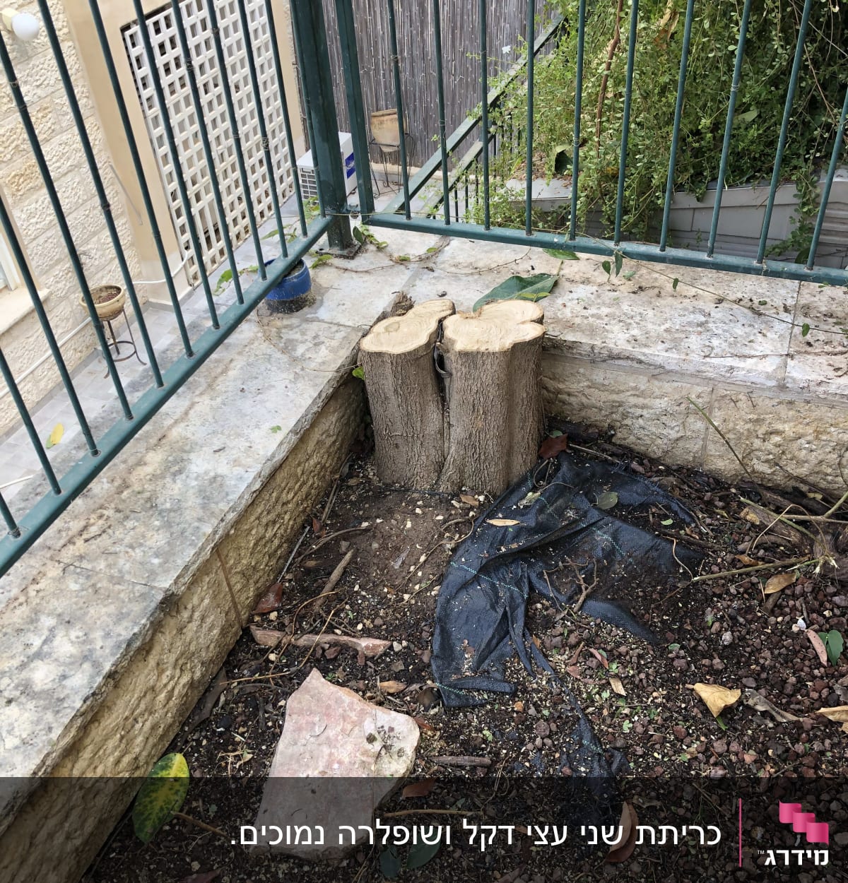 גזעים גזומים עם עלים וענפים מסביב